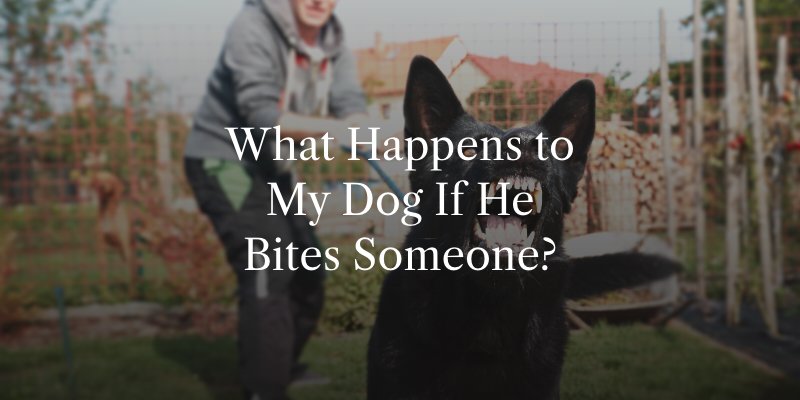 What Happens to My Dog If He Bites Someone?